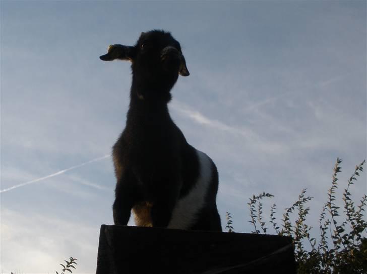 Min ged  - Muaha . en rigtig konge ;D hun står på sådan en slaks træstamme som hun elsker billede 18