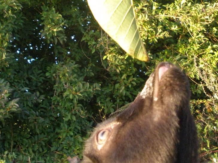 Min ged  - Hehe , nogen gange gider hun ikk til at stile sig på bagbenene så ta hun tungen ud XD billede 19