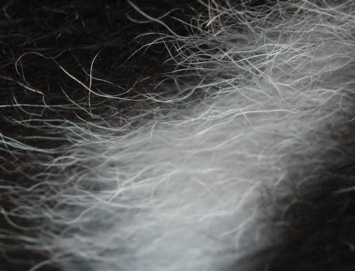 Min ged  - Hendes to eneste farver . Sort med et hvidt bælte:P billede 20