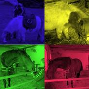 Billeder jeg har lavet