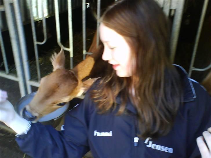 Lægaard Landbrugsskole <33 - Tjensen bliver spist af 1852 :P billede 2