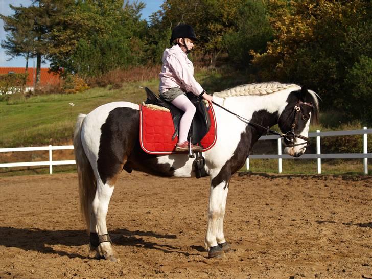 En Børnevenlig pony <3  billede 5