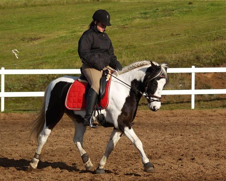 En Børnevenlig pony <3  billede 13
