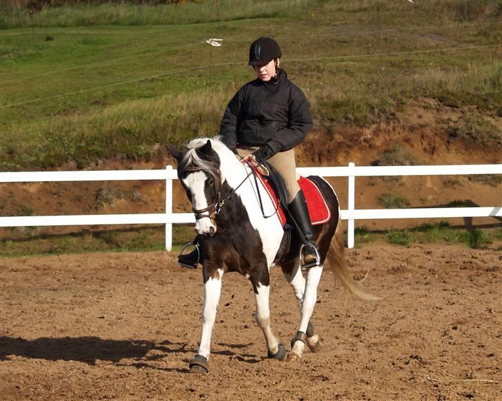 En Børnevenlig pony <3  billede 14