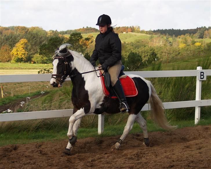 En Børnevenlig pony <3  billede 16