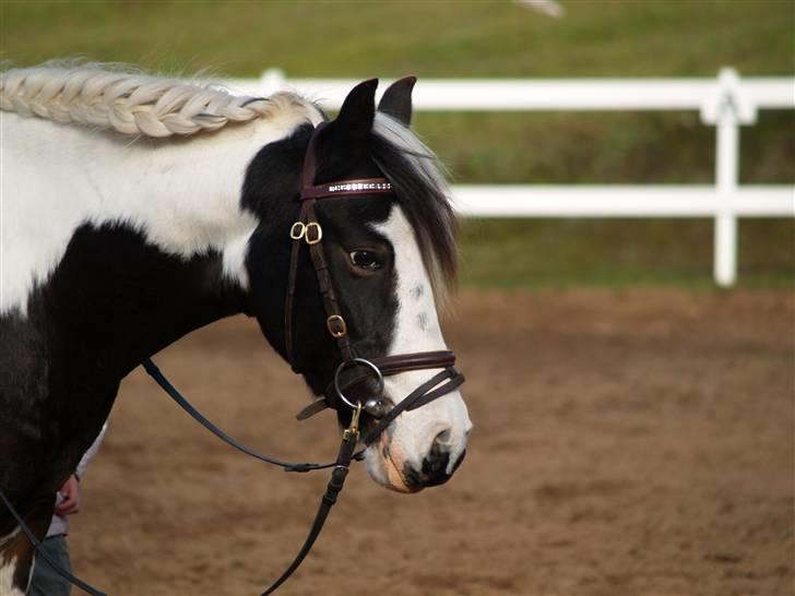 En Børnevenlig pony <3  billede 18