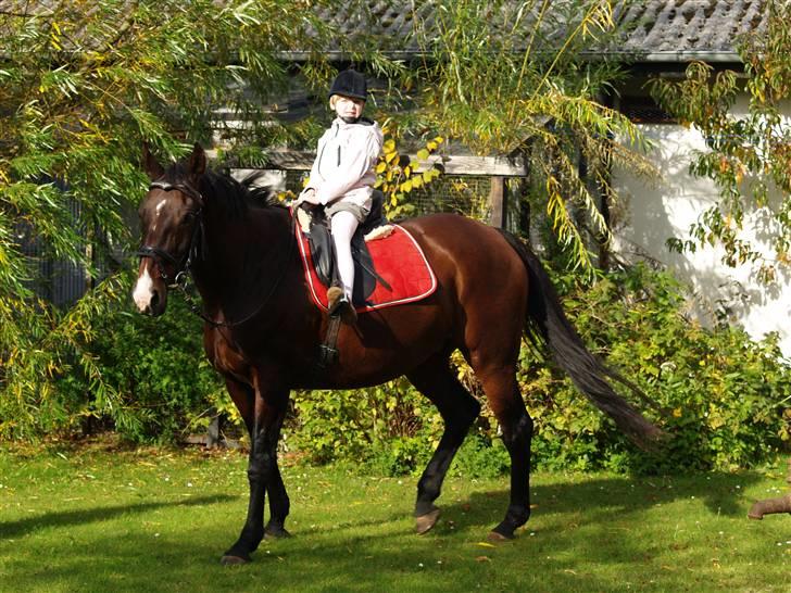 En Børnevenlig pony <3  billede 19