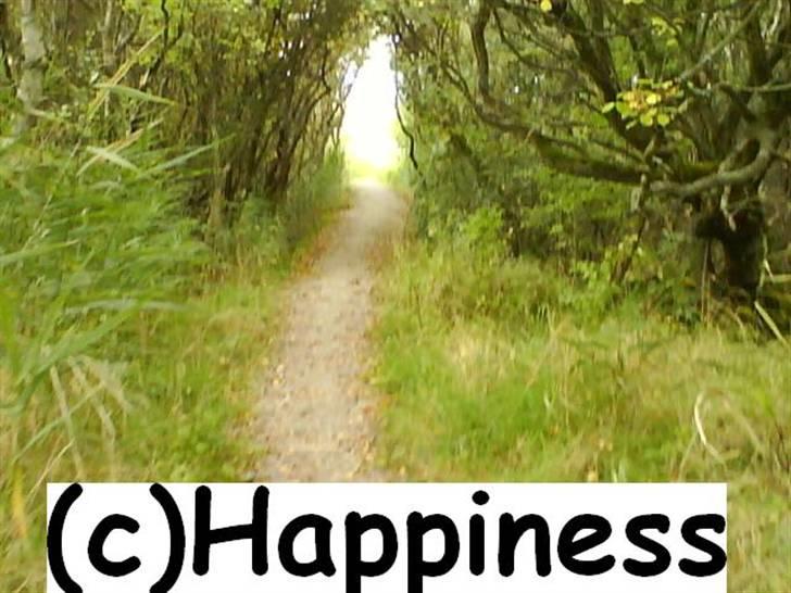 Logo baggrunde til Nh ! (Nethorse) - Nr. 1 billede 1