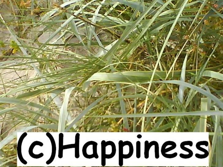 Logo baggrunde til Nh ! (Nethorse) - Nr. 4 billede 4