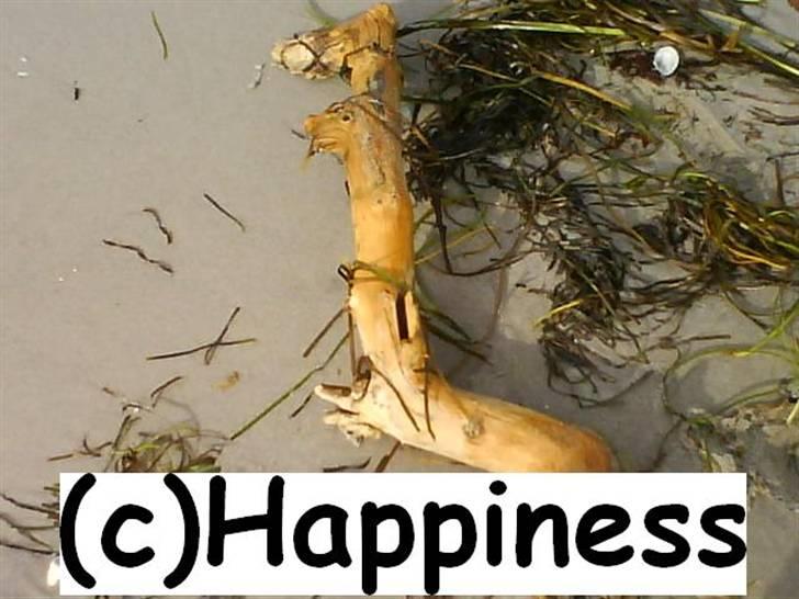 Logo baggrunde til Nh ! (Nethorse) - Nr. 8 billede 8