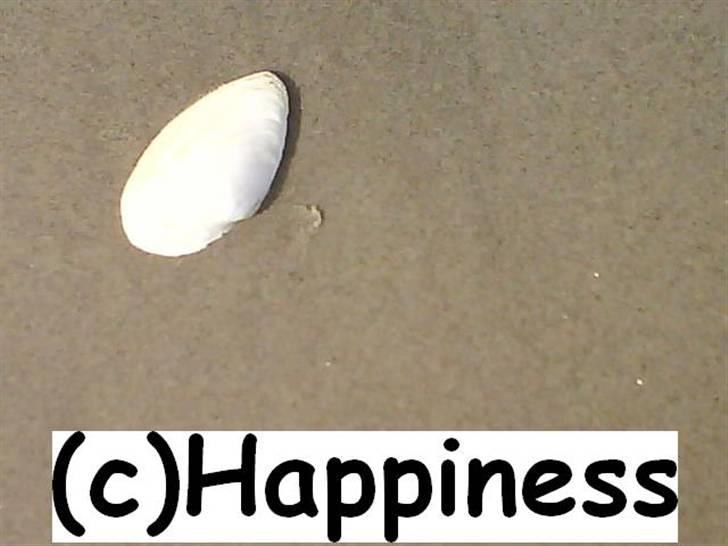 Logo baggrunde til Nh ! (Nethorse) - Nr. 11 billede 11