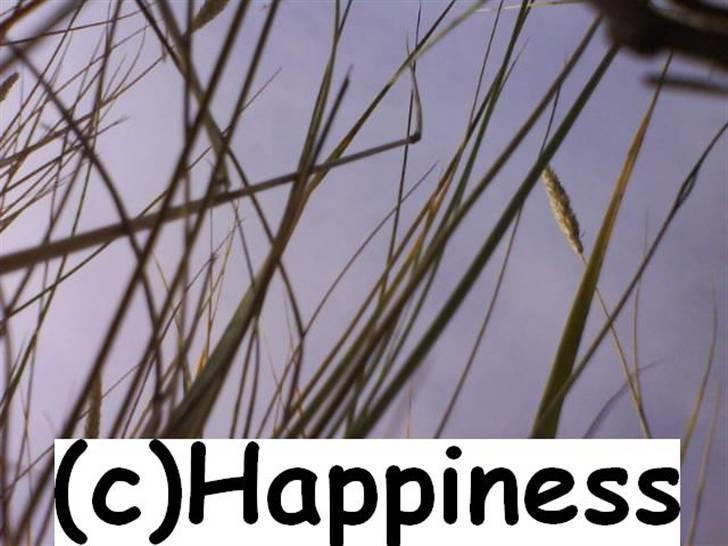 Logo baggrunde til Nh ! (Nethorse) - Nr. 12 billede 12