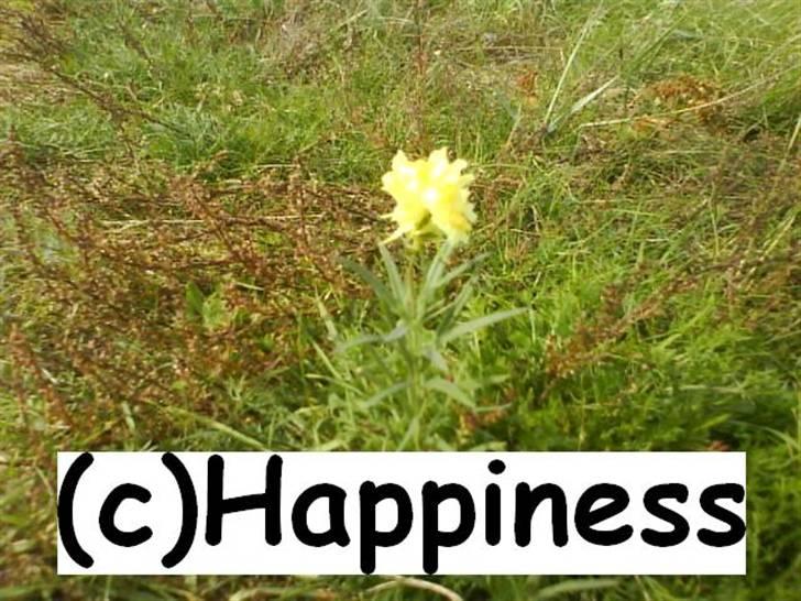 Logo baggrunde til Nh ! (Nethorse) - Nr. 13 billede 13