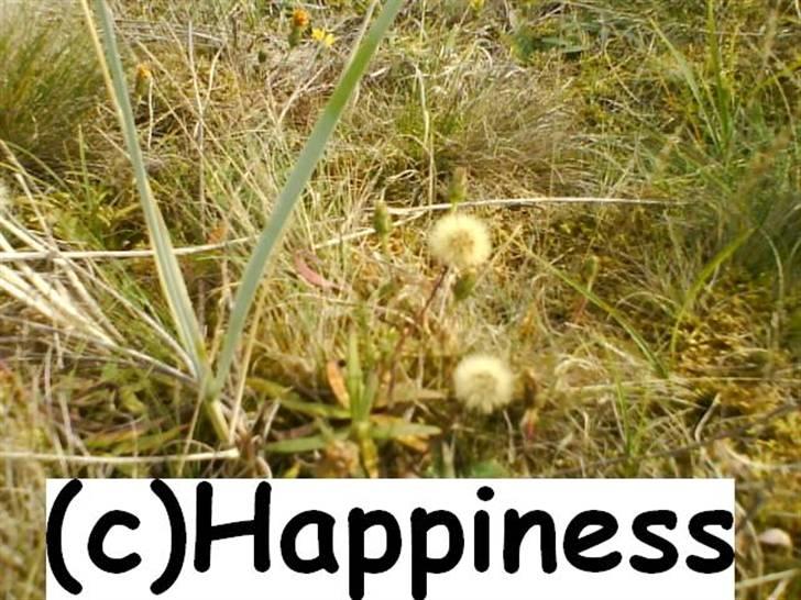 Logo baggrunde til Nh ! (Nethorse) - Nr. 14 billede 14