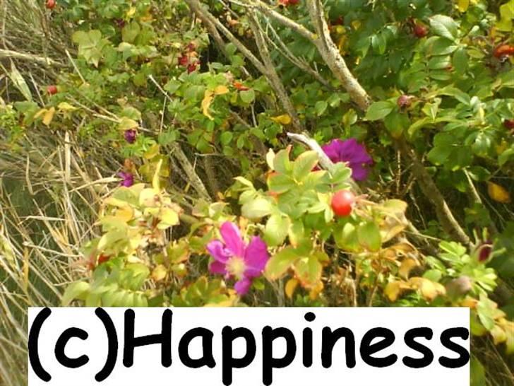 Logo baggrunde til Nh ! (Nethorse) - Nr. 15 billede 15