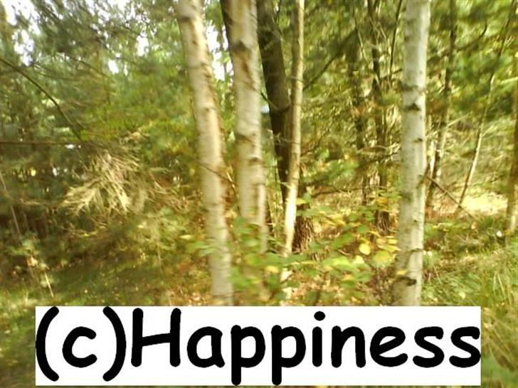 Logo baggrunde til Nh ! (Nethorse) - Nr. 17 billede 17