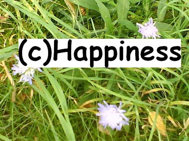 Logo baggrunde til Nh ! (Nethorse) - Nr. 19 billede 19