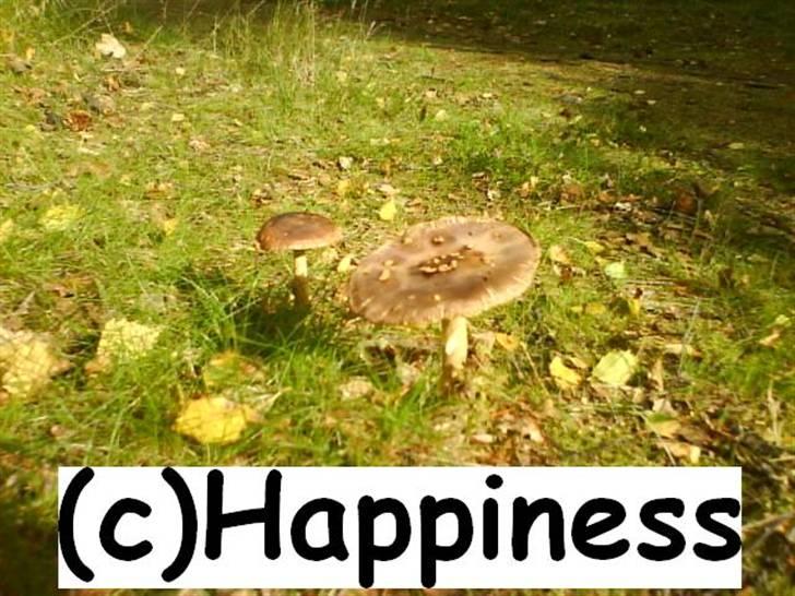 Logo baggrunde til Nh ! (Nethorse) - Nr. 20 billede 20