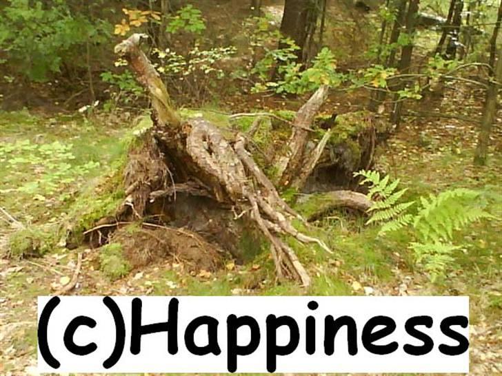 Logo baggrunde til Nh ! (Nethorse) - Nr. 21 billede 21