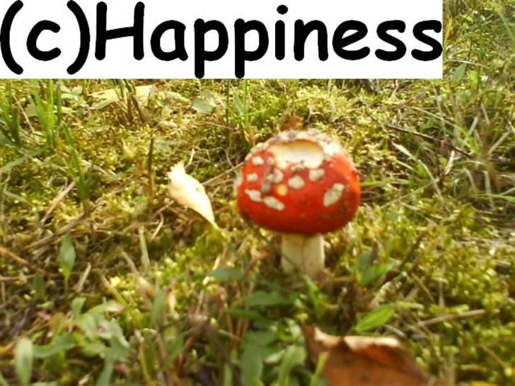 Logo baggrunde til Nh ! (Nethorse) - Nr. 22 billede 22