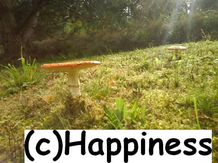 Logo baggrunde til Nh ! (Nethorse) - Nr. 23 billede 23