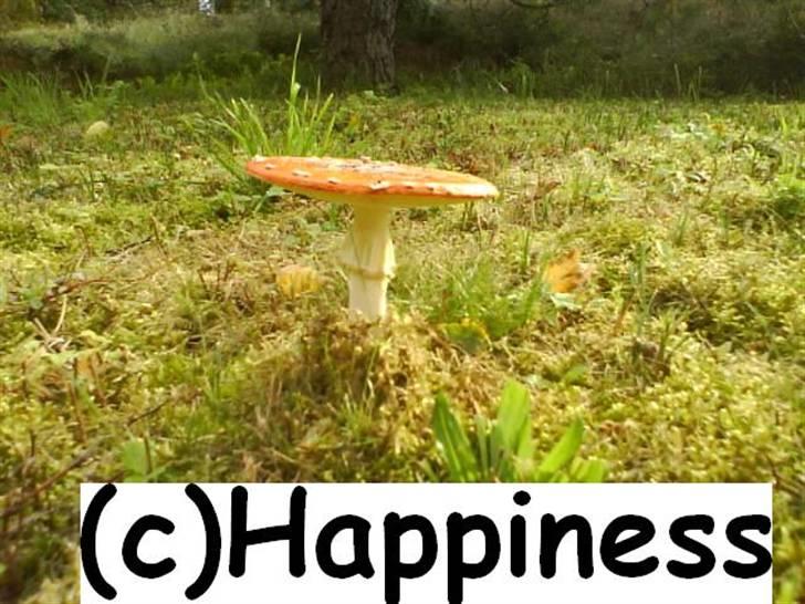 Logo baggrunde til Nh ! (Nethorse) - Nr. 24 billede 24