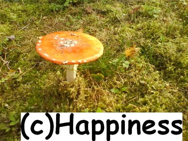 Logo baggrunde til Nh ! (Nethorse) - Nr. 25 billede 25