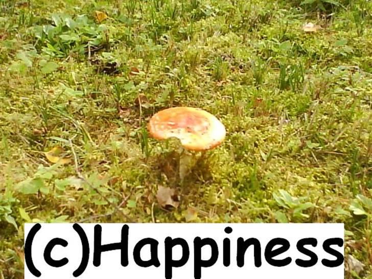 Logo baggrunde til Nh ! (Nethorse) - Nr. 26 billede 26