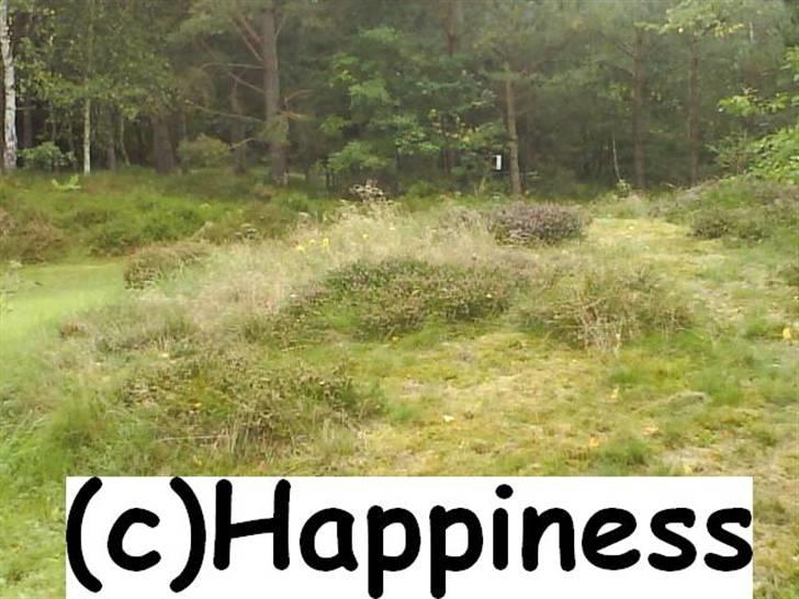 Logo baggrunde til Nh ! (Nethorse) - Nr. 27 billede 27