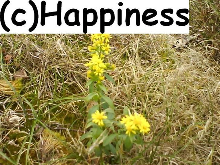 Logo baggrunde til Nh ! (Nethorse) - Nr. 28 billede 28