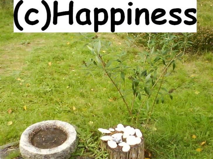 Logo baggrunde til Nh ! (Nethorse) - Nr. 30 billede 30