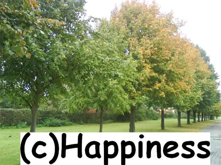 Logo baggrunde til Nh ! (Nethorse) - Nr. 36 billede 36