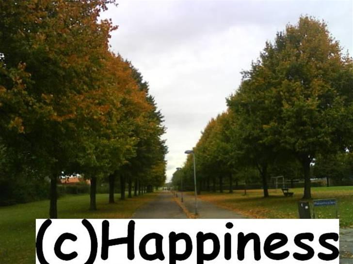 Logo baggrunde til Nh ! (Nethorse) - Nr. 37 billede 37