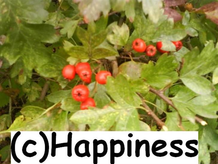 Logo baggrunde til Nh ! (Nethorse) - Nr. 39 billede 39