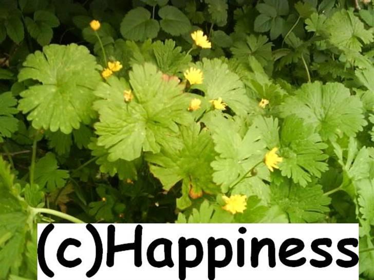 Logo baggrunde til Nh ! (Nethorse) - Nr. 40 billede 40