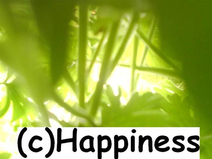 Logo baggrunde til Nh ! (Nethorse) - Nr.  41 billede 41