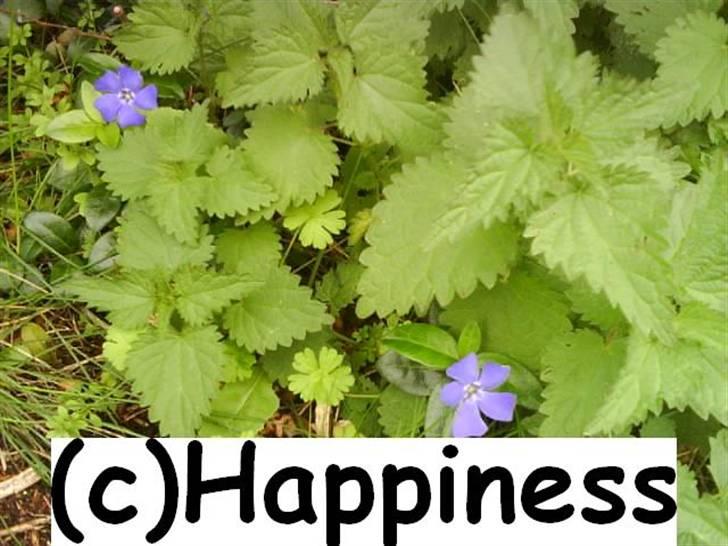 Logo baggrunde til Nh ! (Nethorse) - Nr. 42 billede 42