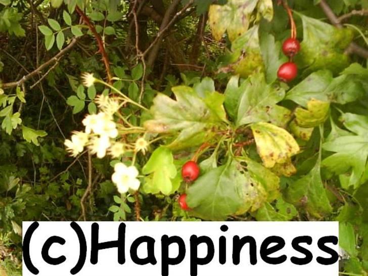 Logo baggrunde til Nh ! (Nethorse) - Nr. 43 billede 43