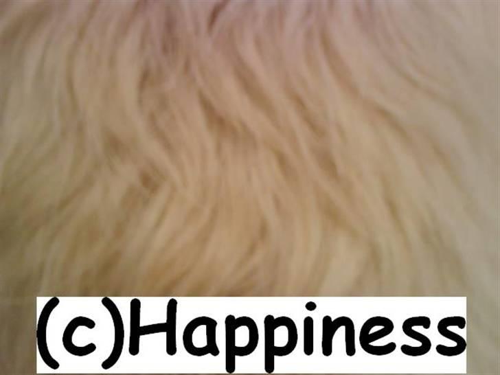 Logo baggrunde til Nh ! (Nethorse) - Nr. 44 billede 44