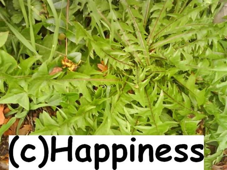 Logo baggrunde til Nh ! (Nethorse) - Nr. 45 billede 45