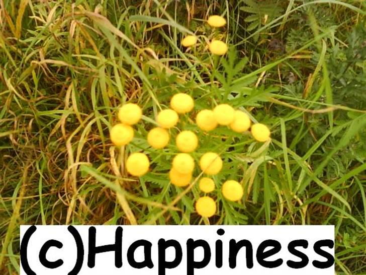 Logo baggrunde til Nh ! (Nethorse) - Nr. 46 billede 46