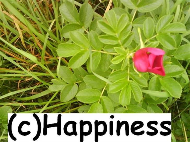 Logo baggrunde til Nh ! (Nethorse) - Nr. 47 billede 47