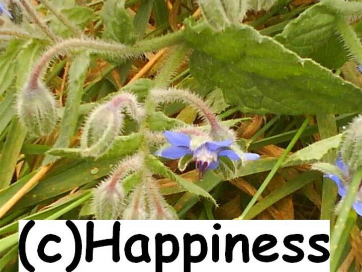 Logo baggrunde til Nh ! (Nethorse) - Nr. 51 billede 51