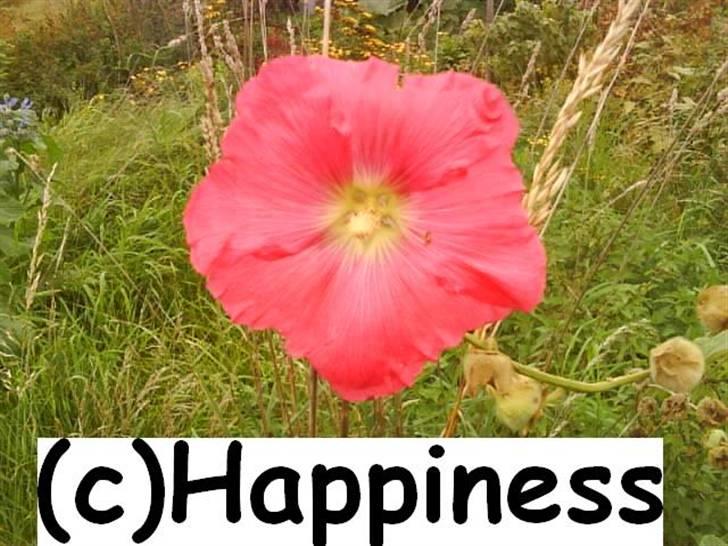 Logo baggrunde til Nh ! (Nethorse) - Nr. 52 billede 52