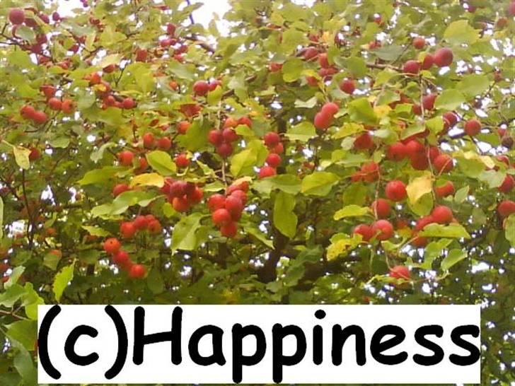 Logo baggrunde til Nh ! (Nethorse) - Nr. 53 billede 53