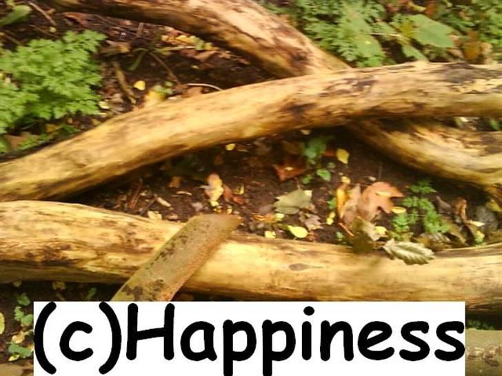 Logo baggrunde til Nh ! (Nethorse) - Nr. 55 billede 55