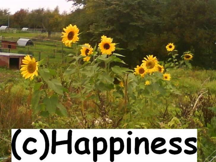 Logo baggrunde til Nh ! (Nethorse) - Nr. 56 billede 56