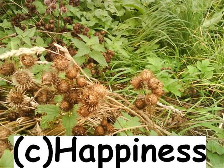 Logo baggrunde til Nh ! (Nethorse) - Nr. 57 billede 57