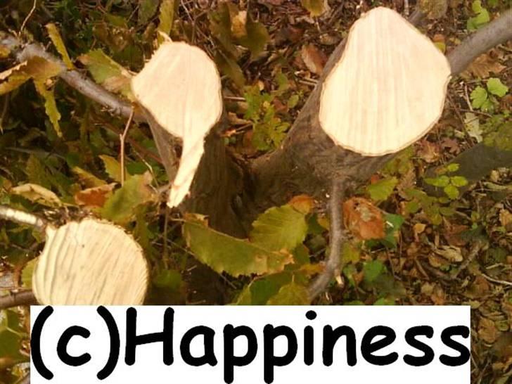 Logo baggrunde til Nh ! (Nethorse) - Nr. 58 billede 58