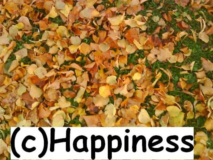 Logo baggrunde til Nh ! (Nethorse) - Nr. 60 billede 60